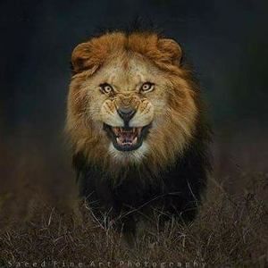 Meet your Posher, Hazel